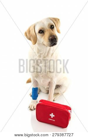 Injured Dog. Labrador Sitting With A Elastic Blue Bandage Or  Band On Foot Or Paw And A Emergency  O
