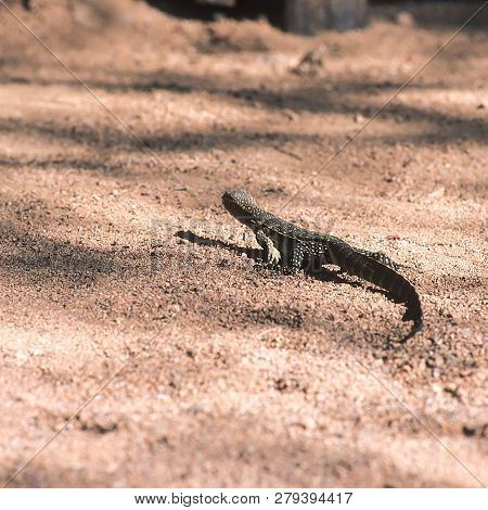 Savannah Monitor (varanus Exanthematicus) Is A Medium-sized Species Of Monitor Lizard Native To Afri