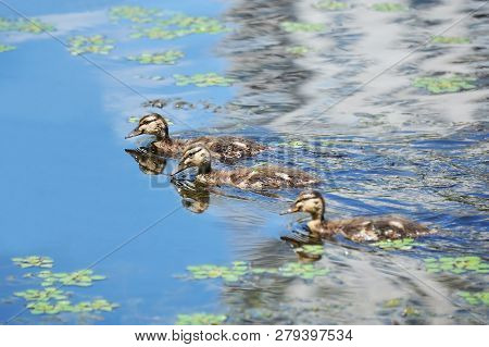 Wild Duck (anas Plathyrhynchos) Family Floating In The Lake