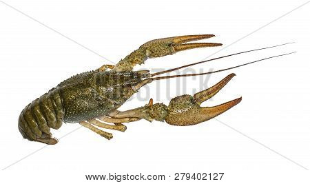 Crayfish. Live Crawfish Isolated On White Background