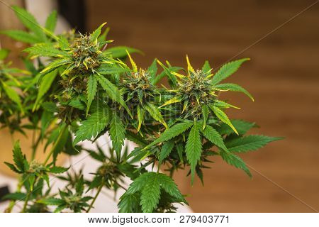 Early Stage Of Flowering Bud Of Marijuana. Dov.