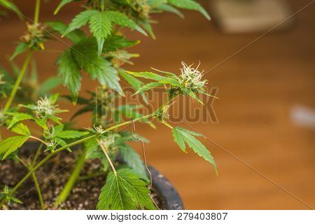 Early Stage Of Flowering Bud Of Marijuana. Dov.