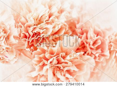 Pastel Soft Orange Or Peach Color Carnation Flower