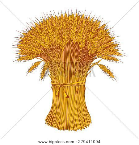 Sheaf Of Wheat Enagraving. Yellow Ears Of Wheat, Barley Or Rye. Vector Illustration.