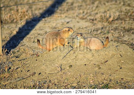 Prairie Dog (genus Cynomys Ludovicianus) Black-tailed In The Wild, Herbivorous Burrowing Rodent, In 