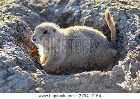 Prairie Dog (genus Cynomys Ludovicianus) Black-tailed In The Wild, Herbivorous Burrowing Rodent, In 