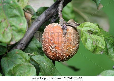 Brown Fruit Rot Of Apple Caused By Monilia Fungus