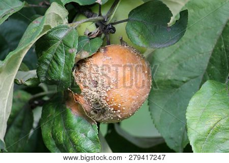 Brown Fruit Rot Of Apple Caused By Monilia Fungus