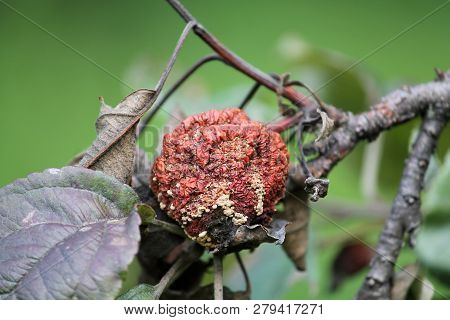 Brown Fruit Rot Of Apple Caused By Monilia Fungus