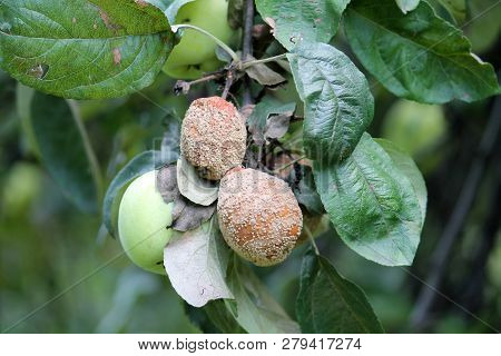 Brown Fruit Rot Of Apple Caused By Monilia Fungus