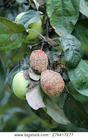 Brown Fruit Rot Of Apple Caused By Monilia Fungus