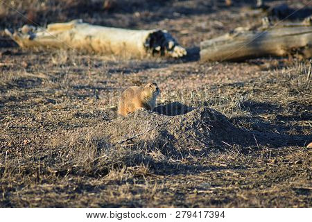 Prairie Dog (genus Cynomys Ludovicianus) Black-tailed In The Wild, Herbivorous Burrowing Rodent, In 