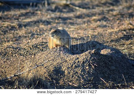 Prairie Dog (genus Cynomys Ludovicianus) Black-tailed In The Wild, Herbivorous Burrowing Rodent, In 