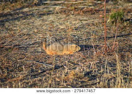 Prairie Dog (genus Cynomys Ludovicianus) Black-tailed In The Wild, Herbivorous Burrowing Rodent, In 