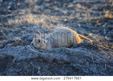 Prairie Dog (genus Cynomys Ludovicianus) Black-tailed In The Wild, Herbivorous Burrowing Rodent, In 