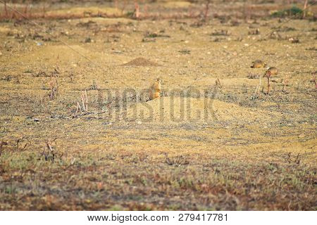 Prairie Dog (genus Cynomys Ludovicianus) Black-tailed In The Wild, Herbivorous Burrowing Rodent, In 