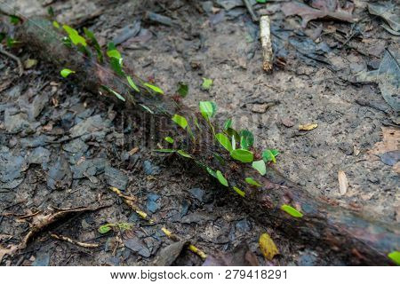 Leafcutter Ants In A Jungle Of National Park Madidi, Bolivia