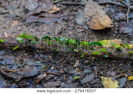 Leafcutter Ants In A Jungle Of National Park Madidi, Bolivia