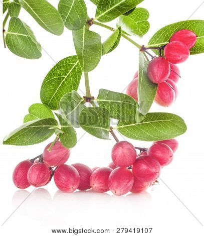 Carissa Carandas Linn,karanda, Carunda Isolated On White Background