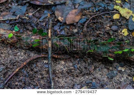 Leafcutter Ants In A Jungle Of National Park Madidi, Bolivia