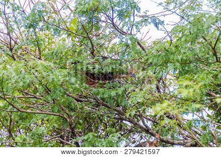 Hoatzin Opisthocomus Hoazin Bird On A Tree Lining Yacuma River, Bolivia