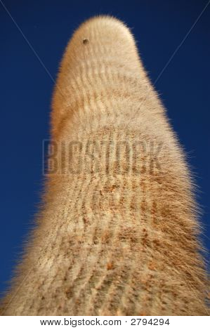 Enorme Cactus Cardon