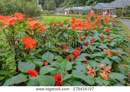 Impatiens Flowers Garden In Phu Phing Chiangmai Thailand