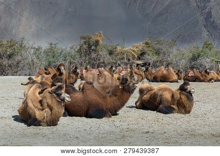 Camel In Hunder Sand Dunes With Daylight