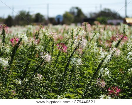 Cleome Flower Or Spider Flower Bloomig In Garden