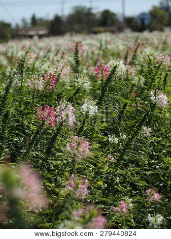 Cleome Flower Or Spider Flower Bloomig In Garden