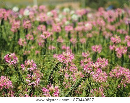 Cleome Flower Or Spider Flower Bloomig In Garden