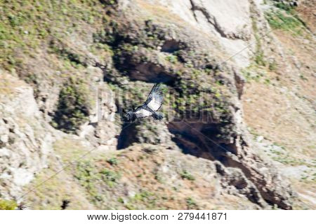 Andean Condor Vultur Gryphus Flying Over The Colca Canyon, Peru