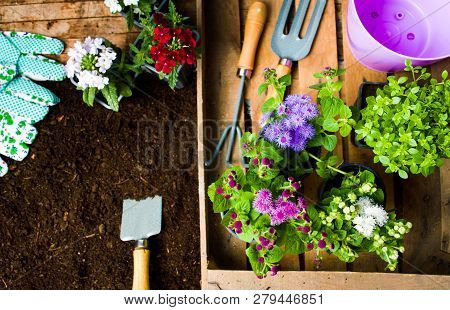 Colorful Flowers And Gardening Tools In The Soil Top View