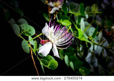 Beautiful White Pink Capparis Spinosa Flower With Green Leaves On Black Background