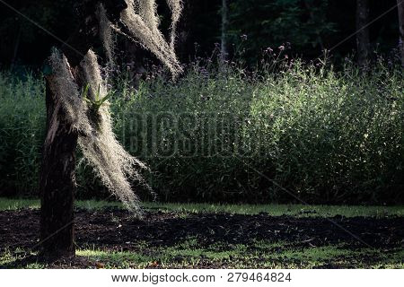 Tillandsia Usneoides Or Spanish Moss Decoration Hang On A Tree. Famous Plant For Cleaning Air And Re