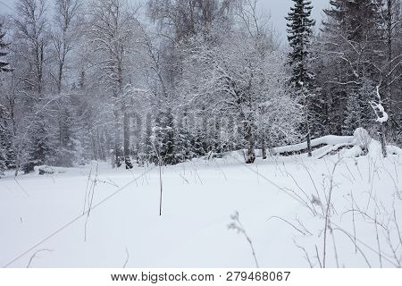Fairy Winter Forest In Zyuratkul National Park.