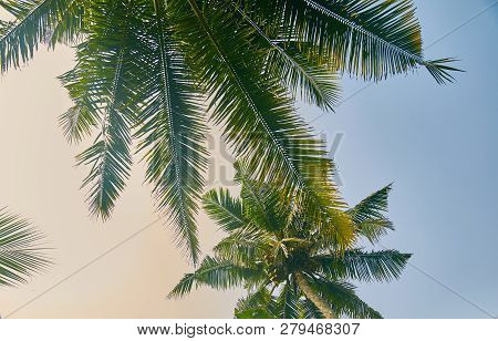 The Tops Of The Trees. Palm Trees Looking Up At The Sky. Close Up. Sri Lanka.