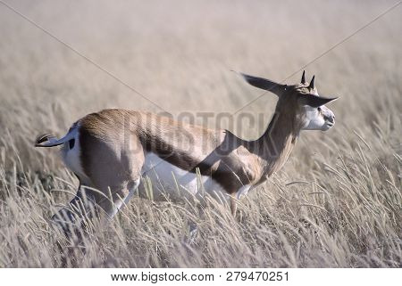 Springbok, (antidorcas Marsupialis), Africa, Namibia, Oshikoto, Etosha National Park