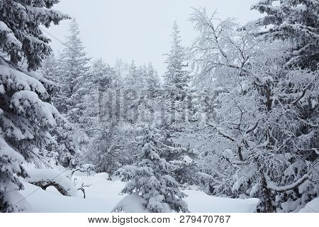 Fairy Winter Forest In Zyuratkul National Park.