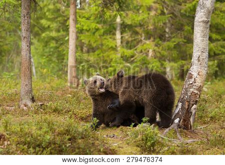 Two European Brown Bear (ursos Arctos) Cubs Play Fighting In Boreal Forest, Finland.