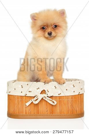 Pomeranian Spitz Puppy In Basket On White Background. Baby Animal Theme