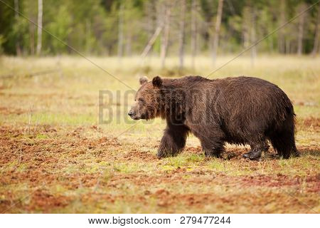 Close Up Of Eurasian Brown Bear (ursos Arctos) Male Crossing A Swamp, Summer In Finland.