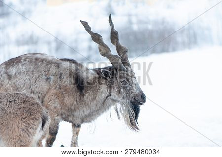 Markhor, Capra Falconeri Portrait On Natural Winter Background, Male With Big Horns