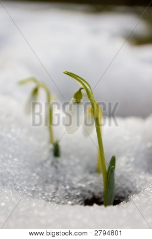 Snowdrops