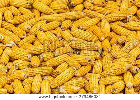 Corn Maize Cobs During Harvesting Season And Combine Harvester In Background.