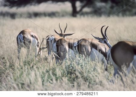 Springbok, (antidorcas Marsupialis), Africa, Namibia, Oshikoto, Etosha National Park