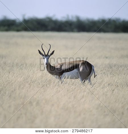 Springbok, (antidorcas Marsupialis), Africa, Namibia, Oshikoto, Etosha National Park