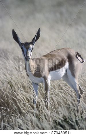 Springbok, (antidorcas Marsupialis), Africa, Namibia, Oshikoto, Etosha National Park