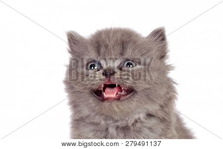 Funny grey persian cat meowing islated on a white background