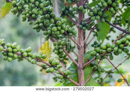 Detail Of Coffee Berries At A Plantantion Near Manizales, Colombia